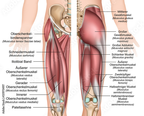 Anatomie der Oberschenkel und Gesäßmuskulatur 