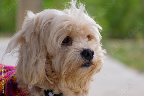 Portrait of dog. photo