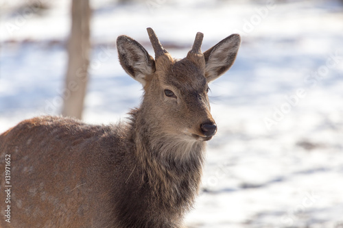 deer in the park in winter © schankz