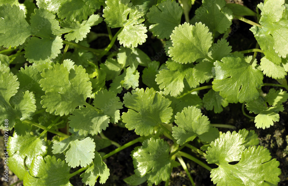 Coriander