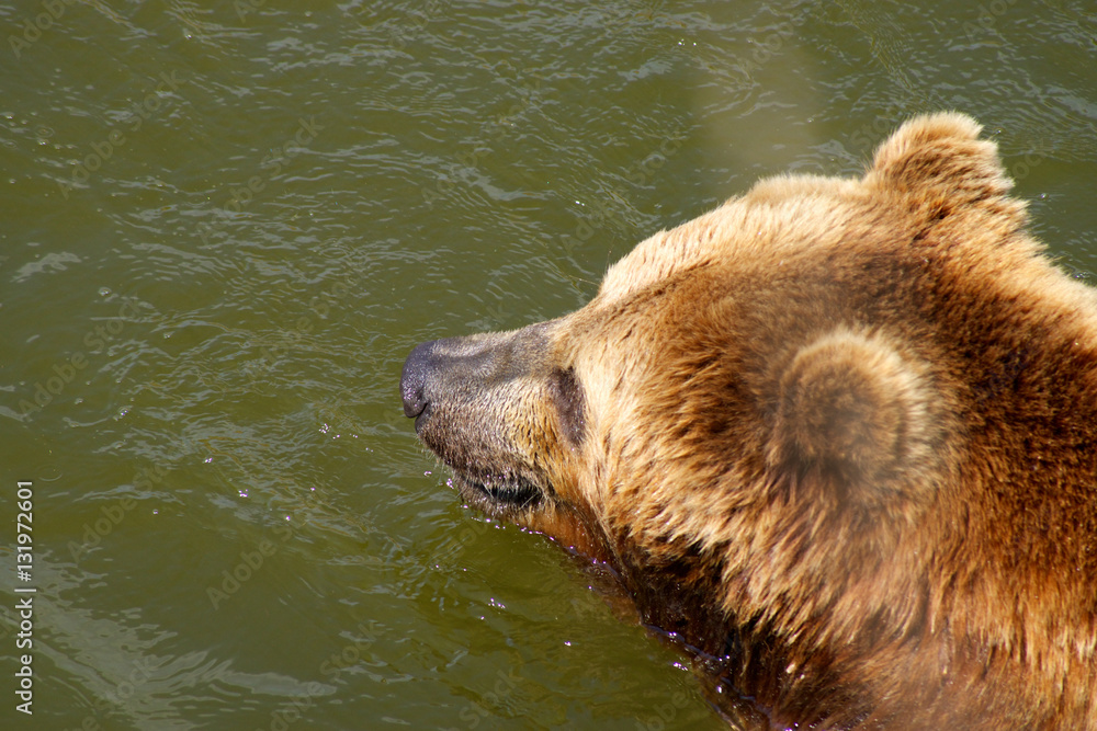 Fototapeta premium Bär