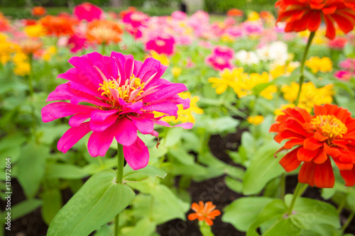 The background image of the colorful flowers in park  happy on h