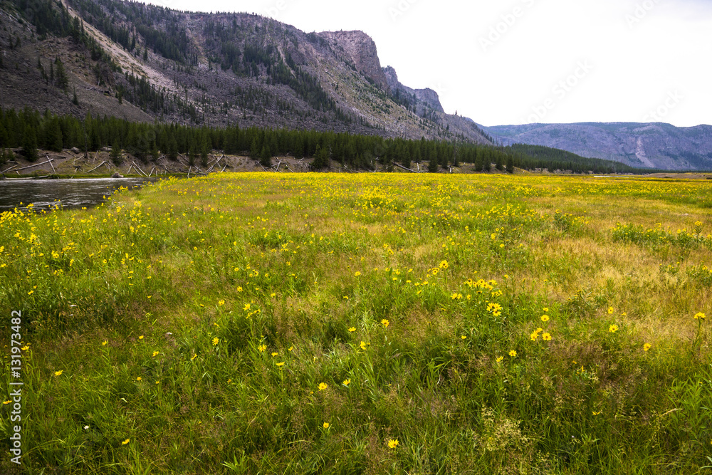 Yellowstone National Park - meadow (5545x3697 px; 9.3 MB)