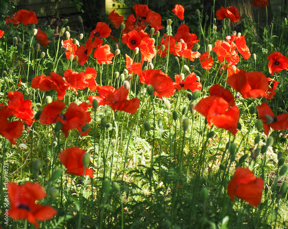 Naklejka premium Flowerfield series