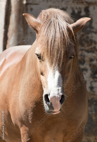 Portrait of a horse at the zoo