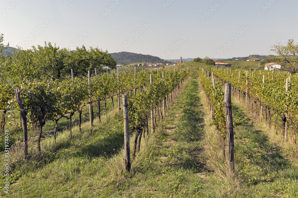 Rural mediterranean garden with vineyard and fruit trees
