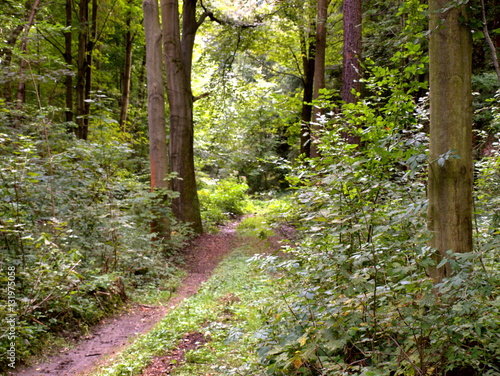 Kleiner schmaler Waldweg photo