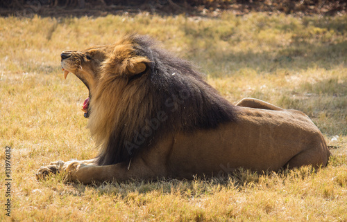 Slika na platnu Lion lazing in South Africa
