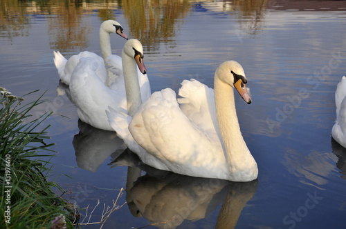 swans on the lake