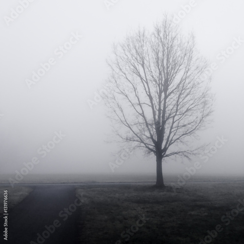 Bare Tree and Path in Fog