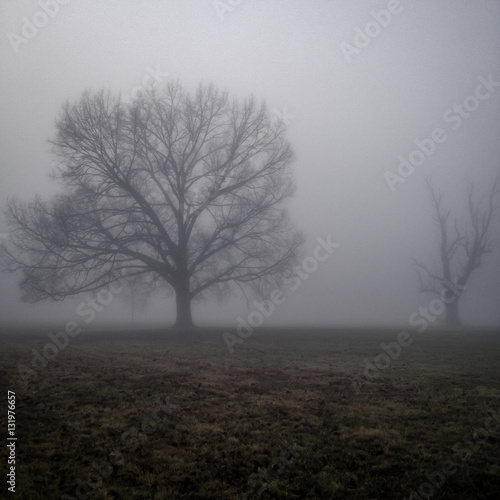 Two Bare Trees on a Foggy Day