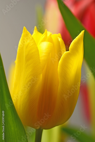 Gelb bluehende Tulpe photo