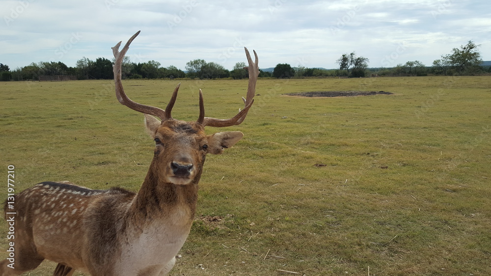 Buck bomb Buck bomb