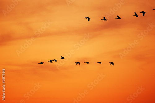 Canada goose flying in group in sunset sky