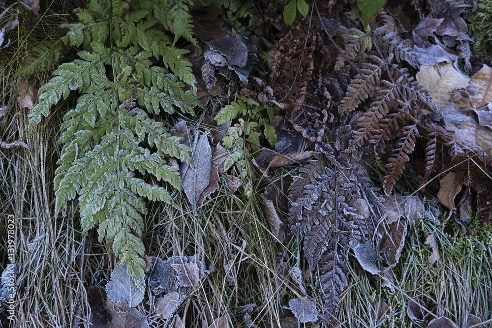 Fototapeta premium Leaves collection027
