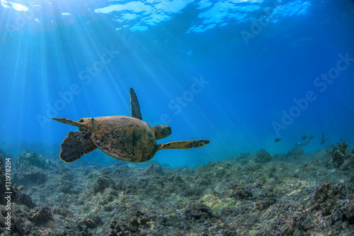 Turtle underwater in Pacific ocean. Loggerhead floating up away of camera into blue water. Marine wild animal on natural background
