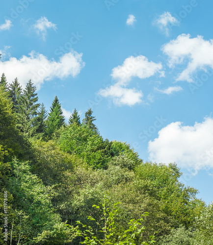 landscape blue sky with clouds green trees