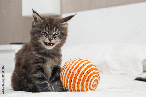  Маленький пушистый котенок мейн-кун играет с мячом. 