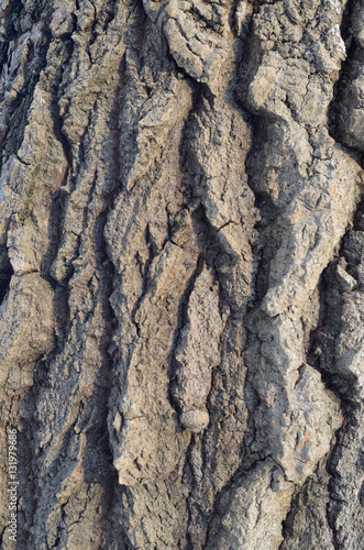 The pattern of tree bark. Background. Beautiful texture.
