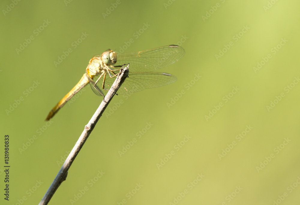 dragonfly in nature dragonfly in nature
