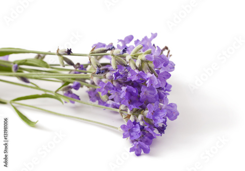 Bunch of lavender flowers isolated on a white background