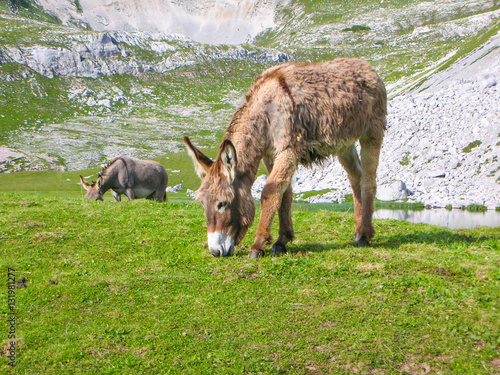 Donkey grazing the grass in a mountain meadow © faber121