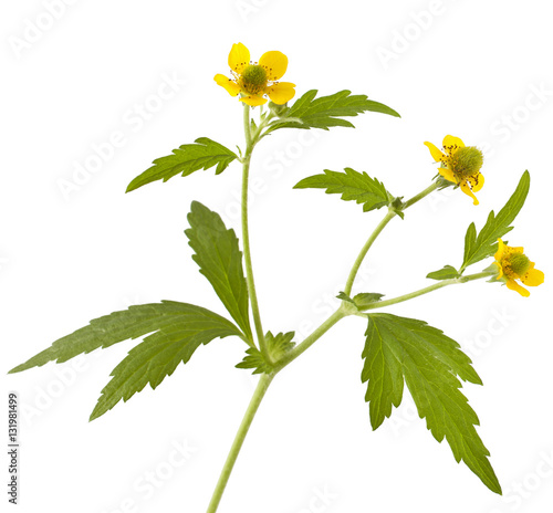Wood avens (Geum urbanum) on white background