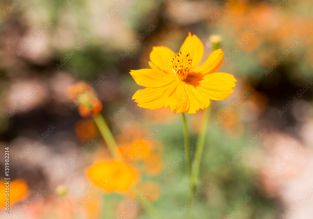 orange flower in nature orange flower in nature