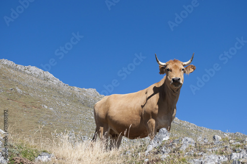 The lonely cow
