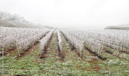Frost covered vineyard in winter photo