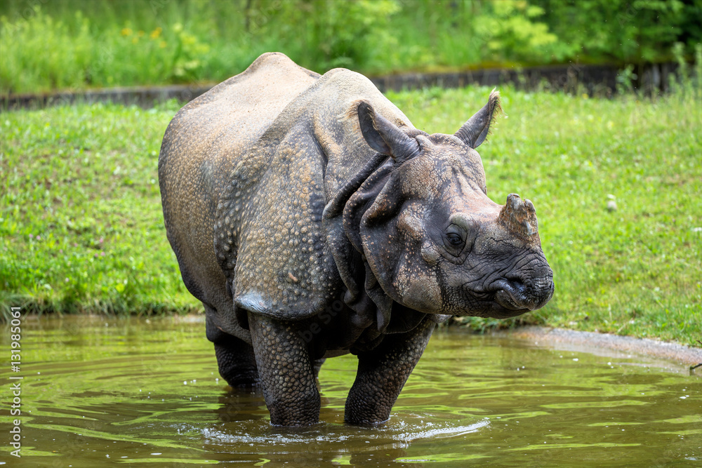 Fototapeta premium Indisches Panzernashorn - Rhinozeros