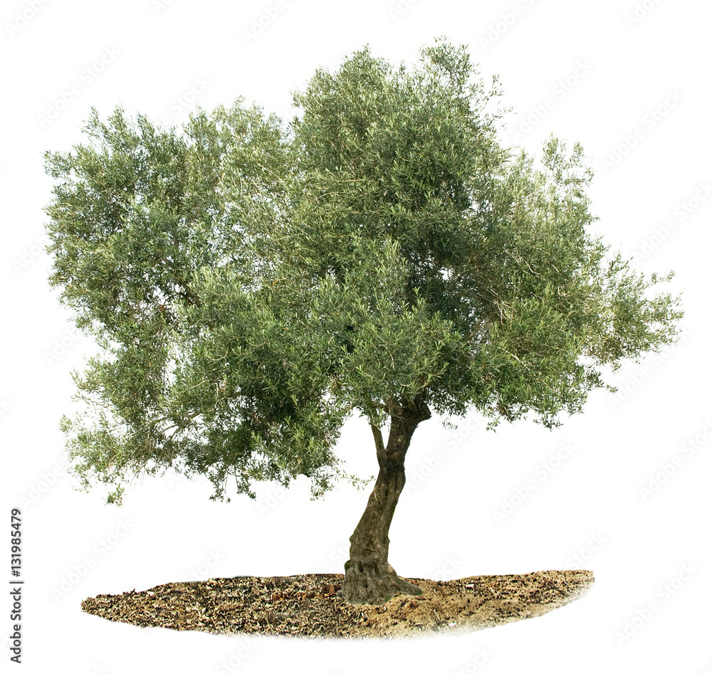 Fototapeta premium Olive tree on white