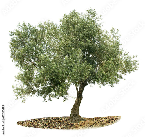 Olive tree on white