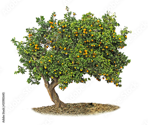 Fényképezés Orange tree on white background