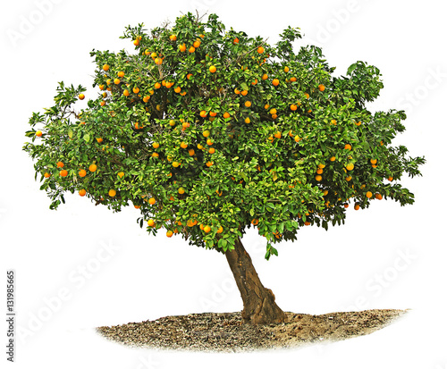 Vászonkép Orange tree on white background