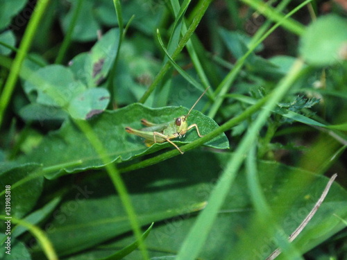 Green grasshopper © chemist76