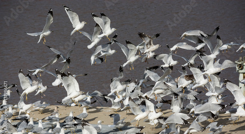 Flock of Seagull taking flight. Large group of birds flying. 