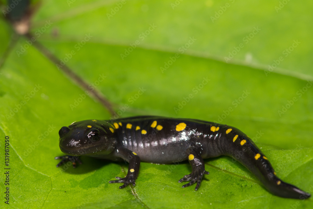 Obraz premium Spotted Salamander