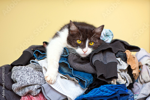 Cat Relaxing on Laundry photo