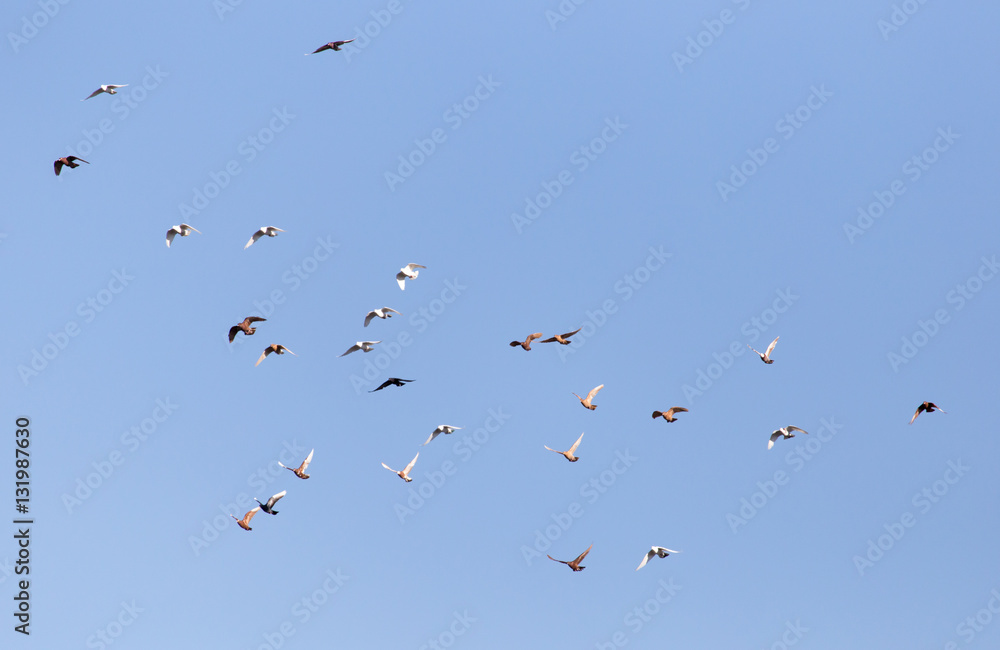Dove in flight against blue sky