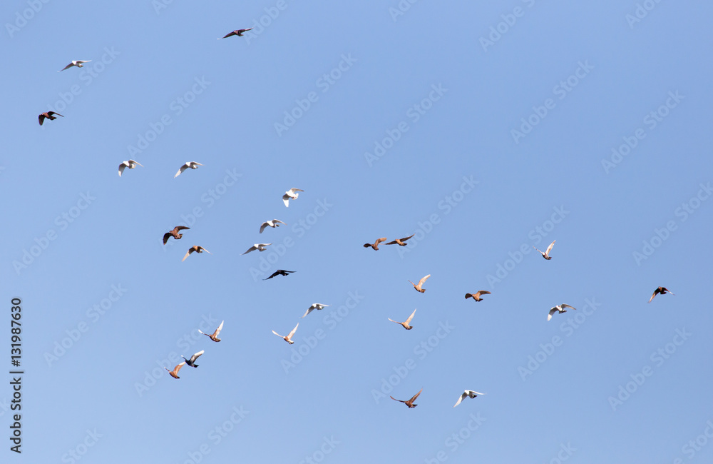 Fototapeta premium Dove in flight against blue sky