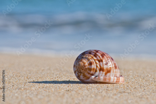 One seashell lays on the sand of a beach under bright sunlight, with blurred ocean water on the background. Concept for vacation and leisure.