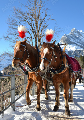 Pair of horses. Braunwald, famous Swiss skiing resort