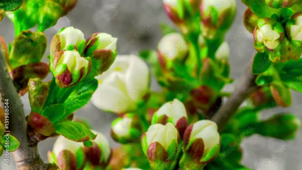 White Flowers Blossoms on the Branches Cherry Tree. Timelapse.
White Flowers Blossoms on the Branches Cherry Tree. Timelapse.