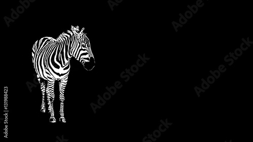 Zebra on a black background isolated. African horse. Striped black and white Zebra.