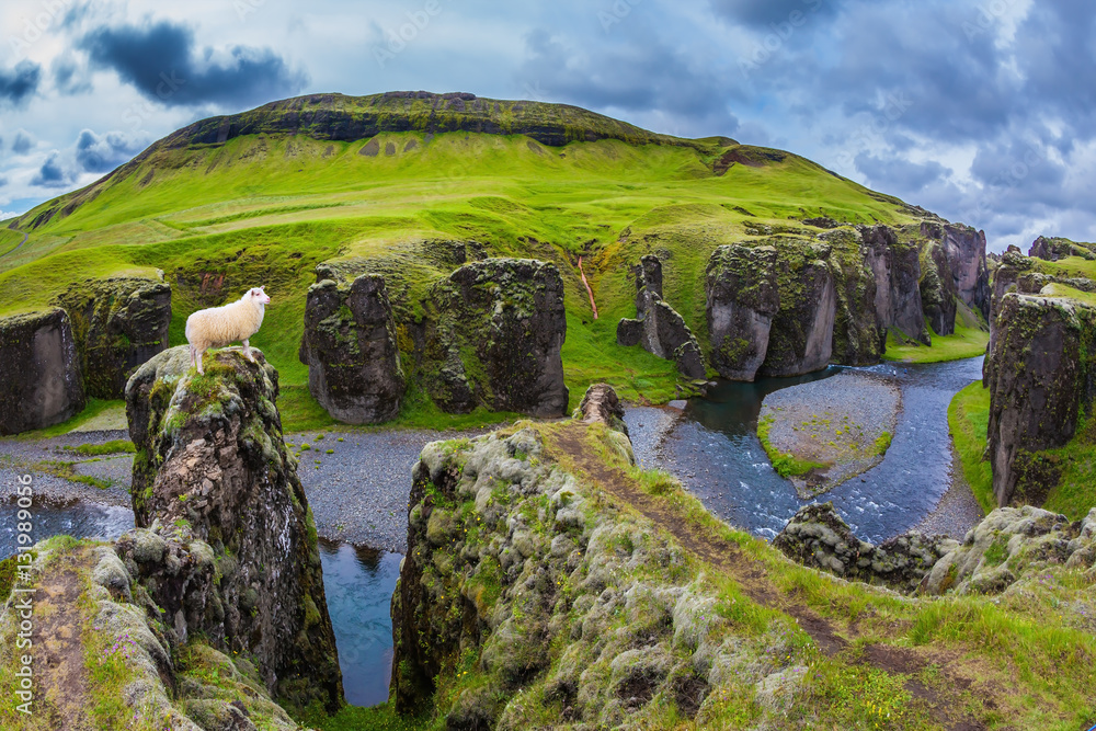 Fototapeta premium White sheep grazing on the cliff