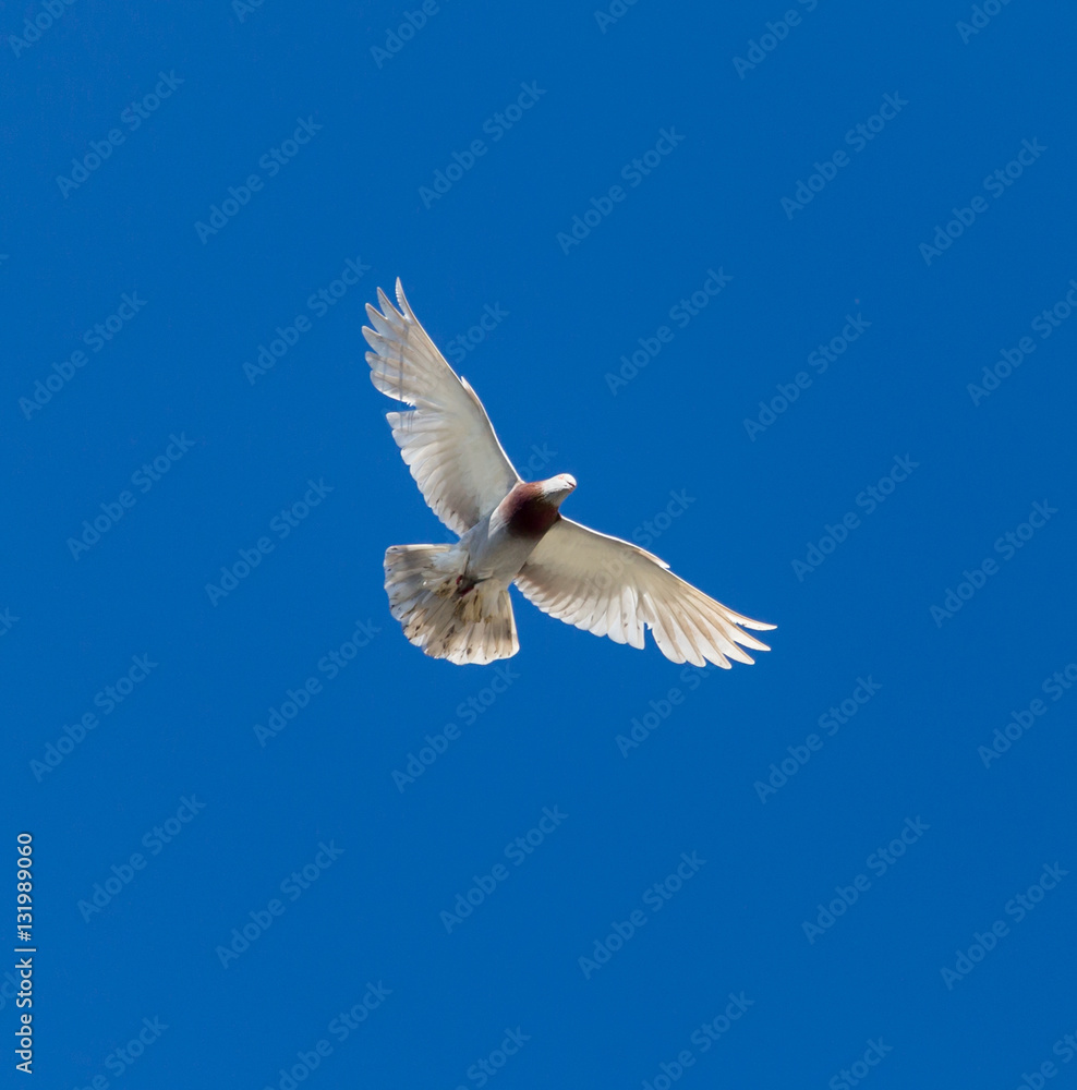 Obraz premium One pigeon in flight against a blue sky