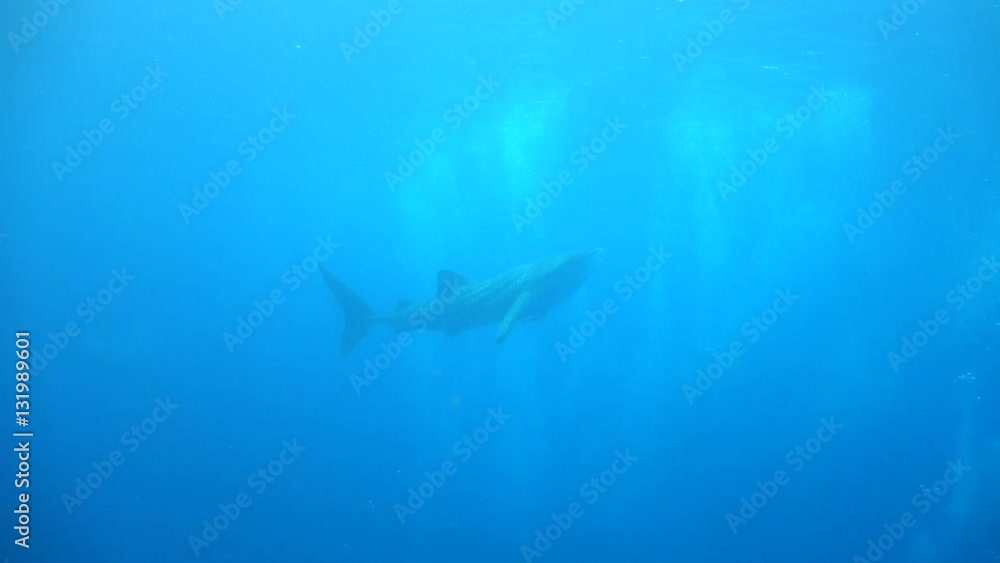 Whale shark floats under the boat Whale shark floats under the boat