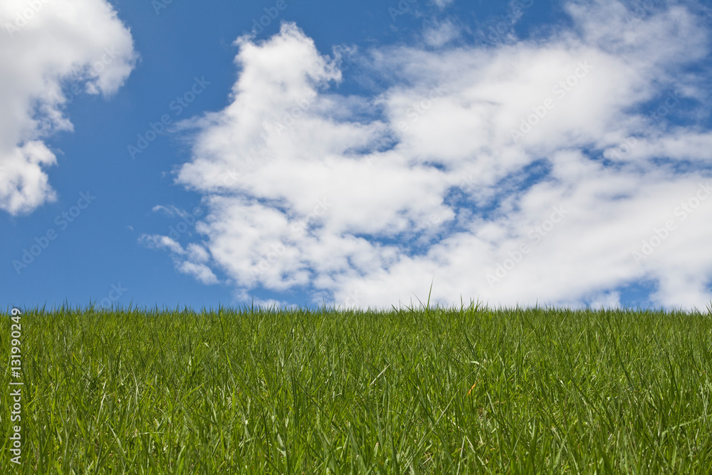 Horizon line, green grass field and blue sky Horizon line, green grass field and blue sky