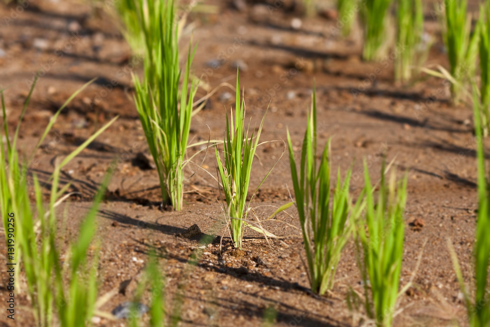 Young green paddy rice plant Young green paddy rice plant
